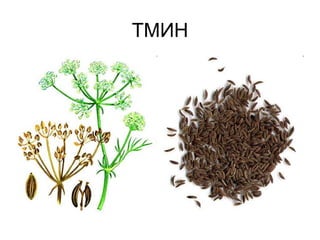 ТМИН
 