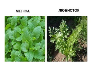 МЕЛІСА ЛЮБИСТОК
 