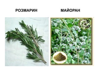 РОЗМАРИН МАЙОРАН
 