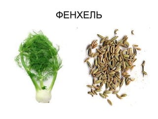 ФЕНХЕЛЬ
 