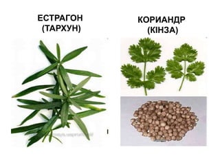ЕСТРАГОН
(ТАРХУН)
КОРИАНДР
(КІНЗА)
 