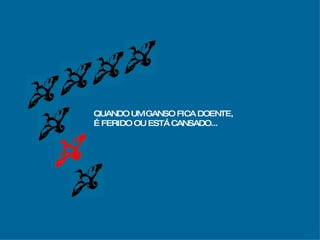 QUANDO UM GANSO FICA DOENTE,  É FERIDO OU ESTÁ CANSADO... 