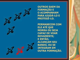 OUTROS SAEM DA FORMAÇÃO E O ACOMPANHAM PARA AJUDÁ-LO E PROTEGÊ-LO. PERMANECEM COM ELE ATÉ QUE MORRA OU SEJA CAPAZ DE VOAR NOVAMENTE; E ENTÃO, ALCANÇAM SEU BANDO, OU SE INTEGRAM EM OUTRA FORMAÇÃO. 