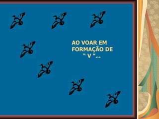 AO VOAR EM  FORMAÇÃO DE  “  V ”... 