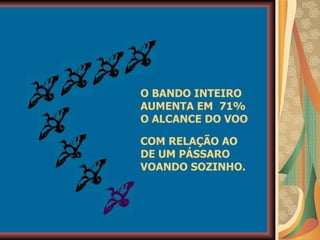 O BANDO INTEIRO AUMENTA EM  71% O ALCANCE DO VOO COM RELAÇÃO AO DE UM PÁSSARO VOANDO SOZINHO. 