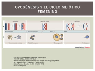 OVOGÉNESIS Y EL CICLO MEIÓTICO
            FEMENINO




FIGURE 1 | Oogenesis and the female meiotic cycle.
FROM THE FOLLOWING ARTICLE:
Human aneuploidy: mechanisms and new insights into an age-old problem
So I. Nagaoka, Terry J. Hassold & Patricia A. Hunt
Nature Reviews Genetics 13, 493-504 (July 2012)
doi:10.1038/nrg3245
 