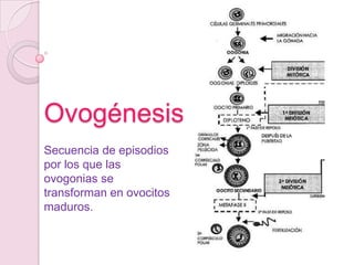 Ovogénesis
Secuencia de episodios
por los que las
ovogonias se
transforman en ovocitos
maduros.
 
