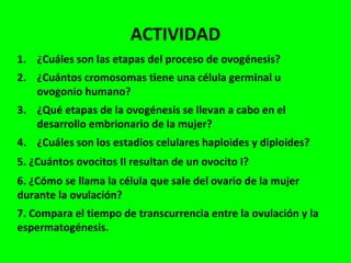 ACTIVIDAD
1. ¿Cuáles son las etapas del proceso de ovogénesis?
2. ¿Cuántos cromosomas tiene una célula germinal u
ovogonio humano?
3. ¿Qué etapas de la ovogénesis se llevan a cabo en el
desarrollo embrionario de la mujer?
4. ¿Cuáles son los estadios celulares haploides y diploides?
5. ¿Cuántos ovocitos II resultan de un ovocito I?
6. ¿Cómo se llama la célula que sale del ovario de la mujer
durante la ovulación?
7. Compara el tiempo de transcurrencia entre la ovulación y la
espermatogénesis.
 