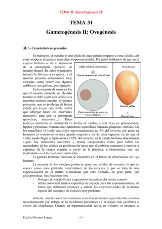 TEMA 31: Gametogénesis II
Carlos Navarro López - 1 -
TEMA 31
Gametogénesis II: Ovogénesis
31.1.- Características generales.
En humanos, el ovocito es una célula de gran tamaño respecto a otras células, así
como respecto al gameto masculino (espermatozoide). Por tanto, hablamos de que en la
especie humana se da el fenómeno
de la anisogamia (gametos de
tamaño dispar). En otros organismos
todavía la diferencia es mayor, y el
ovocito presenta dimensiones muy
elevadas, como ocurre con algunos
anfibios o con gallinas, por ejemplo.
En la mayoría de casos en los
que el ovocito presenta un elevado
tamaño se debe a que esta célula va a
necesitar realizar muchas divisiones
primarias, que se producen de forma
rápida, por lo que esta célula tendrá
que albergar todos los materiales
necesarios para que se produzcan
(proteínas, nutrientes…). Estas
reservas nutritivas se encuentran en forma de vitelos, y son ricas en polisacáridos,
lípidos y proteínas; forman unas estructuras específicas llamadas plaquetas vitelinas. En
los mamíferos el vitelo constituye aproximadamente un 5% del ovocito; por tanto en
humanos el ovocito no es muy grande respecto a los de otras especies, en las que el
vitelo puede llegar a representar el 95% del ovocito; en la célula humana denominada
zigoto hay suficientes nutrientes y demás componentes como para cubrir las
necesidades de las células en proliferación hasta que el embrión comience a nutrirse a
expensas de la sangre materna a través de la placenta, evidentemente, una vez
implantado en el útero el nuevo individuo.
El gameto femenino humano se encuentra en el límite de observación del ojo
humano.
La mayoría de los ovocitos producen junto con células de sustento, lo que se
conoce como zona pelúcida, característica de los ovocitos y que se trata de una
especialización de la matriz extracelular que está formada, en gran parte, por
glucoproteínas. Sus funciones son:
- Proteger al ovocito frente a agresiones mecánicas del medio externo.
- Actúa como una barrera específica de especie para los espermatozoides, de
forma que solamente reconoce y admite los espermatozoides de la misma
especie del ovocito o de especies muy próximas.
Además, muchos ovocitos contienen vesículas secretoras especializadas situadas
inmediatamente por debajo de la membrana plasmática en la región más periférica o
córtex del citoplasma. Cuando un espermatozoide activa un ovocito, se produce la
 