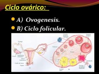 Ciclo ovárico:
A) Ovogenesis.
B) Ciclo folicular.
 