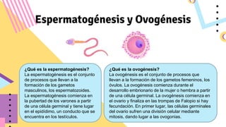 Espermatogénesis y Ovogénesis
¿Qué es la espermatogénesis?
La espermatogénesis es el conjunto
de procesos que llevan a la
formación de los gametos
masculinos, los espermatozoides.
La espermatogénesis comienza en
la pubertad de los varones a partir
de una célula germinal y tiene lugar
en el epidídimo, un conducto que se
encuentra en los testículos.
¿Qué es la ovogénesis?
La ovogénesis es el conjunto de procesos que
llevan a la formación de los gametos femeninos, los
óvulos. La ovogénesis comienza durante el
desarrollo embrionario de la mujer o hembra a partir
de una célula germinal. La ovogénesis comienza en
el ovario y finaliza en las trompas de Falopio si hay
fecundación. En primer lugar, las células germinales
del ovario sufren una división celular mediante
mitosis, dando lugar a las ovogonias.
 