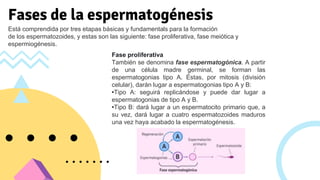 Espermatogénesis Fases
