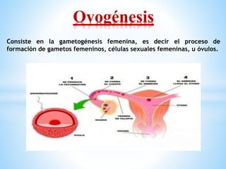Ovogénesis
Consiste en la gametogénesis femenina, es decir el proceso de
formación de gametos femeninos, células sexuales femeninas, u óvulos.
 