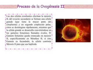 Las dos células resultantes efectúan la meiosis
II, del ovocito secundario se forman una célula
grande (que tiene la mayor parte del
citoplasma) y un segundo corpúsculo polar,
estos se desintegran rápidamente, mientras que
la célula grande se desarrolla convirtiéndose en
los gametos femeninos llamados óvulos. El
Gameto femenino queda estancado en meiosis
II, específicamente en Metafase II; si éste
Gameto es fecundado, la célula continúa
Meiosis II para que sea haploide.
 