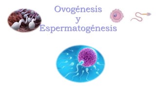 Ovogénesis
y
Espermatogénesis
 
