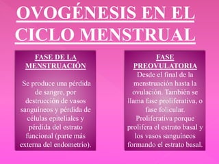 OVOGÉNESIS EN EL
CICLO MENSTRUAL
FASE DE LA
MENSTRUACIÓN
Se produce una pérdida
de sangre, por
destrucción de vasos
sanguíneos y pérdida de
células epiteliales y
pérdida del estrato
funcional (parte más
externa del endometrio).
FASE
PREOVULATORIA
Desde el final de la
menstruación hasta la
ovulación. También se
llama fase proliferativa, o
fase folicular.
Proliferativa porque
prolifera el estrato basal y
los vasos sanguíneos
formando el estrato basal.
 