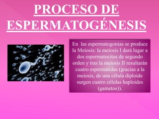 PROCESO DE
ESPERMATOGÉNESIS
En las espermatogonias se produce
la Meiosis: la meiosis I dará lugar a
dos espermatocitos de segundo
orden y tras la meiosis II resultarán
cuatro espermátidas (gracias a la
meiosis, de una célula diploide
surgen cuatro células haploides
(gametos)).
 