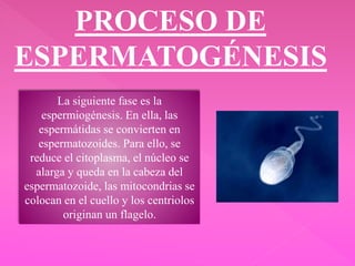 PROCESO DE
ESPERMATOGÉNESIS
La siguiente fase es la
espermiogénesis. En ella, las
espermátidas se convierten en
espermatozoides. Para ello, se
reduce el citoplasma, el núcleo se
alarga y queda en la cabeza del
espermatozoide, las mitocondrias se
colocan en el cuello y los centriolos
originan un flagelo.
 