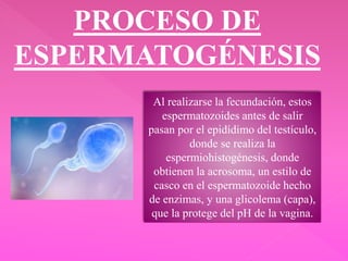 PROCESO DE
ESPERMATOGÉNESIS
Al realizarse la fecundación, estos
espermatozoides antes de salir
pasan por el epidídimo del testículo,
donde se realiza la
espermiohistogénesis, donde
obtienen la acrosoma, un estilo de
casco en el espermatozoide hecho
de enzimas, y una glicolema (capa),
que la protege del pH de la vagina.
 