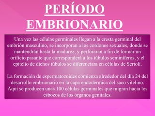 PERÍODO
EMBRIONARIO
Una vez las células germinales llegan a la cresta germinal del
embrión masculino, se incorporan a los cordones sexuales, donde se
mantendrán hasta la madurez, y perforaran a fin de formar un
orificio pasante que corresponderá a los túbulos seminíferos, y el
epitelio de dichos túbulos se diferenciara en células de Sertoli.
La formación de espermatozoides comienza alrededor del día 24 del
desarrollo embrionario en la capa endodérmica del saco vitelino.
Aquí se producen unas 100 células germinales que migran hacia los
esbozos de los órganos genitales.
 