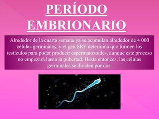 PERÍODO
EMBRIONARIO
Alrededor de la cuarta semana ya se acumulan alrededor de 4 000
células germinales, y el gen SRY determina que formen los
testículos para poder producir espermatozoides, aunque este proceso
no empezará hasta la pubertad. Hasta entonces, las células
germinales se dividen por dos.
 