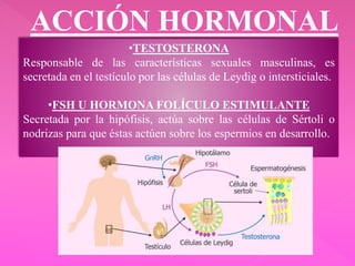 ACCIÓN HORMONAL
•TESTOSTERONA
Responsable de las características sexuales masculinas, es
secretada en el testículo por las células de Leydig o intersticiales.
•FSH U HORMONA FOLÍCULO ESTIMULANTE
Secretada por la hipófisis, actúa sobre las células de Sértoli o
nodrizas para que éstas actúen sobre los espermios en desarrollo.
 