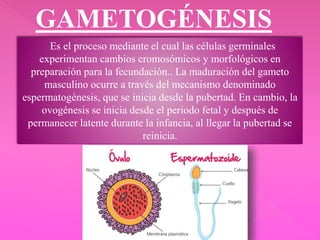 GAMETOGÉNESIS
Es el proceso mediante el cual las células germinales
experimentan cambios cromosómicos y morfológicos en
preparación para la fecundación.. La maduración del gameto
masculino ocurre a través del mecanismo denominado
espermatogénesis, que se inicia desde la pubertad. En cambio, la
ovogénesis se inicia desde el periodo fetal y después de
permanecer latente durante la infancia, al llegar la pubertad se
reinicia.
 