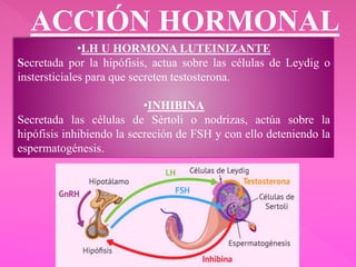 ACCIÓN HORMONAL
•LH U HORMONA LUTEINIZANTE
Secretada por la hipófisis, actua sobre las células de Leydig o
instersticiales para que secreten testosterona.
•INHIBINA
Secretada las células de Sértoli o nodrizas, actúa sobre la
hipófisis inhibiendo la secreción de FSH y con ello deteniendo la
espermatogénesis.
 