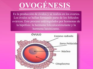 OVOGÉNESIS
Es la producción de óvulos y se realiza en los ovarios.
Los óvulos se hallan formando parte de los folículos
ováricos. Este proceso está regulados por hormonas de
la hipófisis: la hormona foliculoestimulante y la
hormona luteinizante.
 