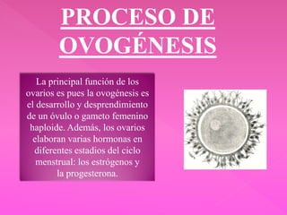 PROCESO DE
OVOGÉNESIS
La principal función de los
ovarios es pues la ovogénesis es
el desarrollo y desprendimiento
de un óvulo o gameto femenino
haploide. Además, los ovarios
elaboran varias hormonas en
diferentes estadios del ciclo
menstrual: los estrógenos y
la progesterona.
 