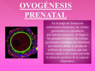 OVOGÉNESIS
PRENATAL
En la etapa de formación
embrionaria femenina, las células
germinales se reproducen
por mitosis sucesivas. Al llegar a
las gónadas (ovarios) las células
germinales continúan dividiéndose
por mitosis donde se producen
millares de ovogonias, que son
células madres del ovario con toda
la dotación genética de la especie
(diploides).
 