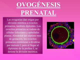 OVOGÉNESIS
PRENATAL
Las ovogonias dan origen por
división mitótica a ovocitos
primarios, también diploides. Los
ovocitos primarios se rodean de
células foliculares y epiteliales
planas. Alrededor del séptimo mes
de gestación, los ovocitos
primarios comienzan a dividirse
por meiosis I, pero al llegar al
diploteno de la profase I, se
detiene la división meiótica.
 