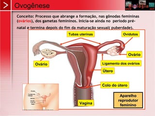 Ovogênese
Conceito: Processo que abrange a formação, nas gônodas femininas
(ovários), dos gametas femininos. Inicia-se ainda no período pré-
natal e termina depois do fim da maturação sexual( puberdade).
Tubas uterinas Ovidutos
Ovário
Ovário
Ligamento dos ovários
Útero
Colo do útero
Vagina
AparelhoAparelho
reprodutorreprodutor
femininofeminino
 