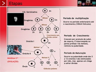 Etapas
Período de multiplicaçãoPeríodo de multiplicação
Ocorre no período embrionário até
o nascimento.(100mil folículos)
Período de CrescimentoPeríodo de Crescimento
Crescem por acúmulo de subst.
de reserva. É interrompido no
parto( prófase I da meiose),
reinicia na puberdade.
Período de Maturação
Ocorre na puberdade onde dos 5
a 12 ovócitos I são estimulados
por mês, mas apenas um chega
a sofrer divisão
Cél. GerminativaCél. Germinativa
OvogôniasOvogônias
OvogôniasOvogônias
Ovócito IOvócito I
Ovócito IIOvócito II
ÓvuloÓvulo
2n2n
2n2n2n2n
Mitose
Mitose
2n2n 2n2n 2n2n 2n2n
2n2n
Meiose I
Meiose II
nn
nn
nn
nn nn nn
Glóbulos polares
Crescimento sem
divisão celular
Metáfase II
(OVULAÇÃO)
 