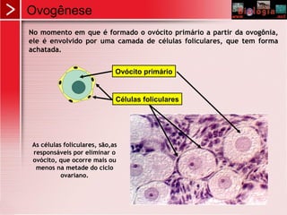 Ovogênese
No momento em que é formado o ovócito primário a partir da ovogônia,
ele é envolvido por uma camada de células foliculares, que tem forma
achatada.
Células foliculares
Ovócito primário
As células foliculares, são,as
responsáveis por eliminar o
ovócito, que ocorre mais ou
menos na metade do ciclo
ovariano.
 