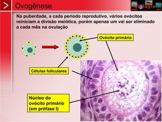 Ovogênese
Na puberdade, a cada período reprodutivo, vários ovócitos
reiniciam a divisão meiótica, porém apenas um vai ser eliminado
a cada mês na ovulação
Ovócito primário
Células foliculares
Núcleo do
ovócito primário
(em prófase I)
 