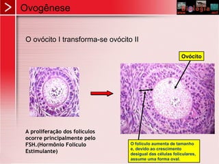 Ovogênese
O ovócito I transforma-se ovócito II
O folículo aumenta de tamanho
e, devido ao crescimento
desigual das células foliculares,
assume uma forma oval.
Ovócito
A proliferação dos folículos
ocorre principalmente pelo
FSH.(Hormônio Folículo
Estimulante)
 