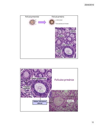 25/8/2010




9 !                   9 !




                        9 !



          Ovócito I




      (    2                  Ovócito I
          $*




                                                11
 