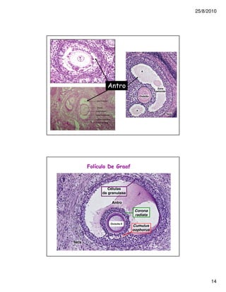 25/8/2010




    /




<   .                2




        Ovócito II




                               14
 