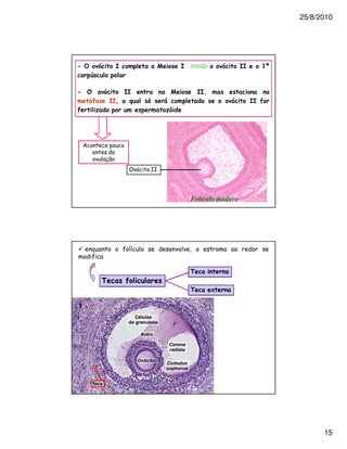 25/8/2010




,                  0                    0                     00      >D
        $

,                      00                       003
        82       003                8                              00 2
2




    /



                        0 1    22




                                            Folículo maduro




        ?                  !                -


                                            4
             4         2
                                            4         E




                                                                                 15
 