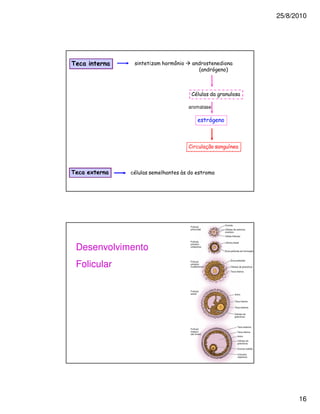 25/8/2010




4
                                      1



                              =

                          aromatase

                                  1



                          =               !



4      E              ;




    Desenvolvimento
    Folicular




                                                    16
 