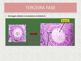 TERCEIRA FASE
• Na imagem, Ovócito I se transforma em Ovócito II;
 