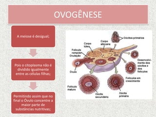 OVOGÊNESE
A meiose é desigual;
Pois o citoplasma não é
dividido igualmente
entre as células filhas;
Permitindo assim que no
final o Óvulo concentre a
maior parte de
substâncias nutritivas;
 