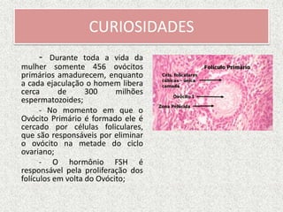 CURIOSIDADES
- Durante toda a vida da
mulher somente 456 ovócitos
primários amadurecem, enquanto
a cada ejaculação o homem libera
cerca de 300 milhões
espermatozoides;
- No momento em que o
Ovócito Primário é formado ele é
cercado por células foliculares,
que são responsáveis por eliminar
o ovócito na metade do ciclo
ovariano;
- O hormônio FSH é
responsável pela proliferação dos
folículos em volta do Ovócito;
 