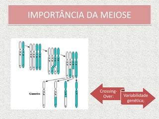 IMPORTÂNCIA DA MEIOSE
Crossing-
Over: Variabilidade
genética;
 