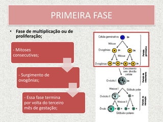 PRIMEIRA FASE
• Fase de multiplicação ou de
proliferação;
- Mitoses
consecutivas;
- Surgimento de
ovogônias;
- Essa fase termina
por volta do terceiro
mês de gestação;
 
