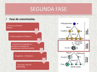 SEGUNDA FASE
• Fase de crescimento;
- Inicia-se a primeira
Meiose;
- É interrompida na Prófase I;
- Aumento do citoplasma e
grande acumulação de
substâncias nutritivas (vitelo);
- Ovogônias -> Ovócitos I;
- Dura até a fase da
puberdade;
 