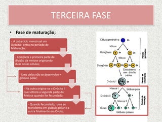 TERCEIRA FASE
• Fase de maturação;
- A cada ciclo menstrual um
Ovócito I entra no período de
Maturação;
- Completa a primeira parte da
divisão da meiose originando
duas novas células;
- Uma delas não se desenvolve =
glóbulo polar;
- Na outra origina-se o Ovócito II
que sofrerá a segunda parte da
Meiose quando for fecundado;
- Quando fecundado, uma se
transforma em glóbulo polar e a
outra finalmente em Óvulo;
 