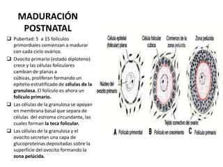 MADURACIÓN
POSTNATAL
 Pubertad: 5 a 15 folículos
primordiales comienzan a madurar
con cada ciclo ovárico.
 Ovocito primario (estado diploteno)
crece y las células foliculares
cambian de planas a
cúbicas, proliferan formando un
epitelio estratificado de células de la
granulosa. El folículo es ahora un
folículo primario.
 Las células de la granulosa se apoyan
en membrana basal que separa de
células del estroma circundante, las
cuales forman la teca folicular.
 Las células de la granulosa y el
ovocito secretan una capa de
glucoproteínas depositadas sobre la
superficie del ovocito formando la
zona pelúcida.

 
