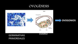 OVOGÉNESIS
CÉLULAS
GERMINATIVAS
PRIMORDIALES
OVARIO
OVOGONIOS
 